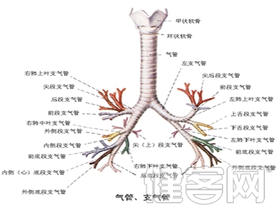 兒童肺炎久治不愈可做支氣管鏡檢查