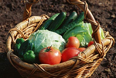 大個兒果蔬的營養反而少？
